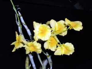 Image de Dendrobium sukhakulii 3